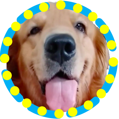 pipi the handsome doggy